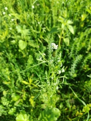 Lepidium sativum