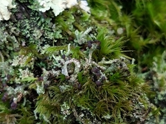 Cladonia peziziformis