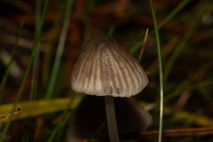 Mycena capillaripes
