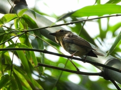 Cyornis glaucicomans