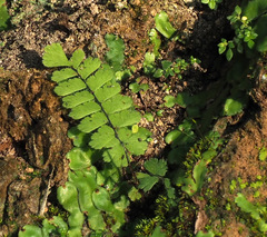 Adiantum zollingeri