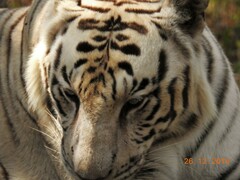 Panthera tigris