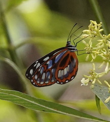 Ithomia eleonora