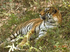Panthera tigris