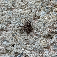 Thorelliola ensifera