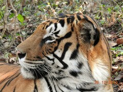 Panthera tigris