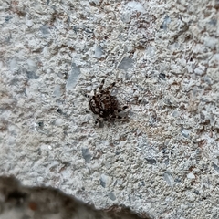 Thorelliola ensifera