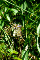 Heteropterus morpheus