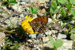 Melitaea athalia