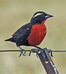 Leistes superciliaris