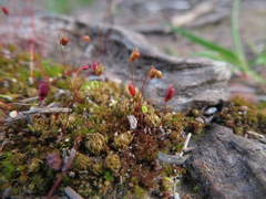 Bryum