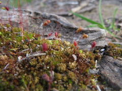 Bryum
