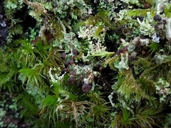 Cladonia peziziformis