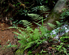 Thelypteridaceae