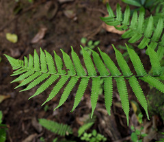 Thelypteridaceae