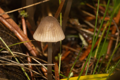 Mycena capillaripes