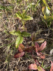 Rubus hispidus