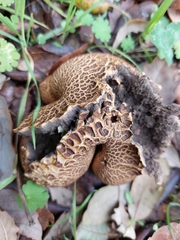 Scleroderma verrucosum