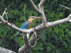 Pelargopsis capensis