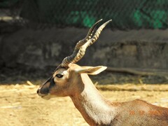 Antilope