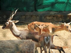 Antilope