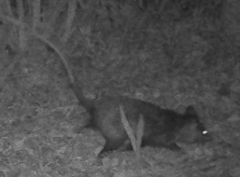Didelphis aurita