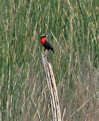 Leistes superciliaris