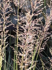 Muhlenbergia lindheimeri