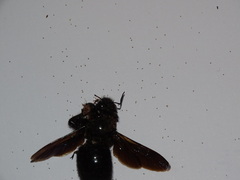 Xylocopa violacea