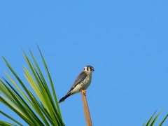 Falco sparverius