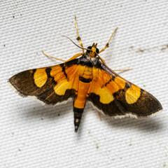 Aethaloessa