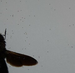 Acariformes