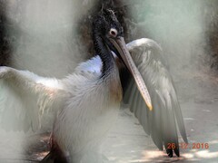 Pelecanus philippensis