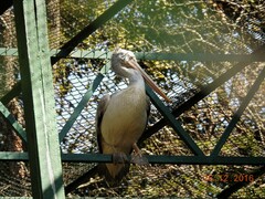 Pelecanus philippensis