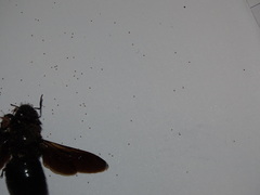 Acariformes