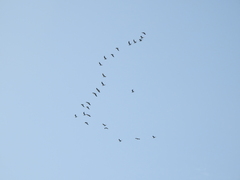 Chroicocephalus cirrocephalus