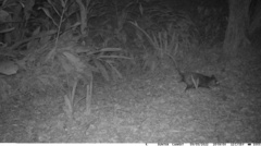 Didelphis aurita