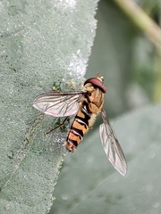 Episyrphus balteatus