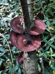 Daedaleopsis confragosa