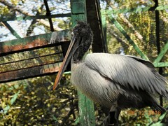 Pelecanus philippensis