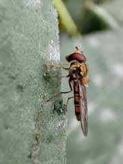 Episyrphus balteatus