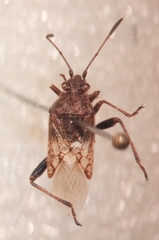 Stictopleurus punctatonervosus