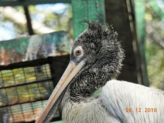 Pelecanus philippensis