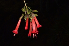 Cantua
