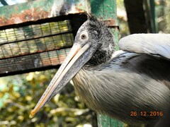 Pelecanus philippensis