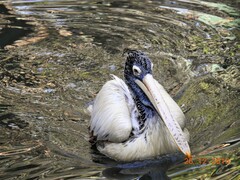 Pelecanus philippensis