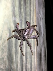 Aratus