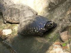 Geoclemys hamiltonii