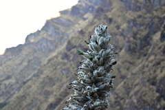 Puya