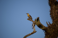 Colaptes campestris campestroides